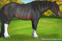 Horse Color:Brown Rabicano