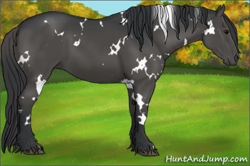 Horse Color:White Spotted Black