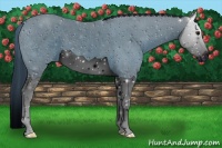 Horse Color:ERROR: UNKNOWN ANOMALY