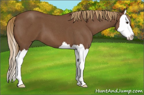 Horse Color:Red Roan Splash 
