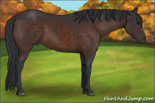 Horse Color:Brown 