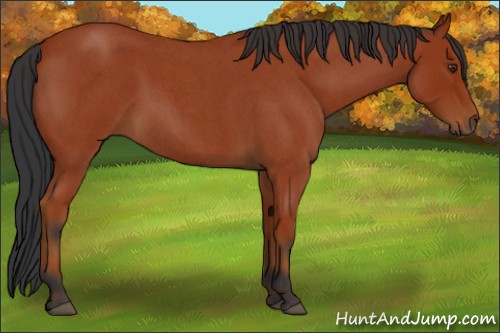 Horse Color:Bay Roan 