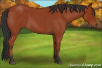 Horse Color:Bay Roan 