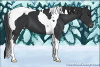 Horse Color:Black Tobiano Varnish 