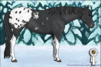 Horse Color:Black Tobiano Appaloosa 