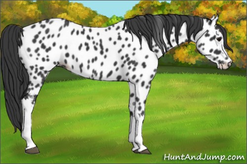 Horse Color:Black Near Leopard