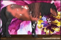 Horse Color:White Spotted Brown 