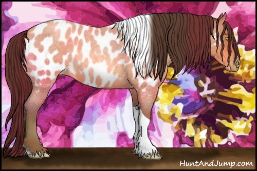 Horse Color:Amber Champagne Roan Tobiano Appaloosa 