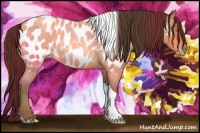 Horse Color:Amber Champagne Roan Tobiano Appaloosa 