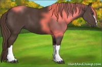 Horse Color:Liver Chestnut 