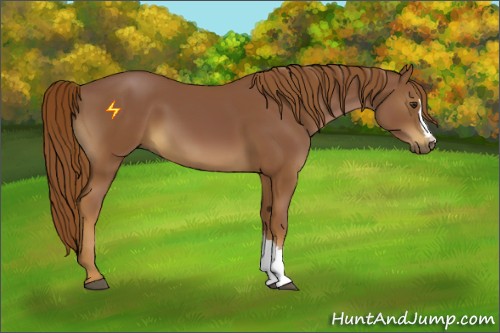 Horse Color:Chestnut 
