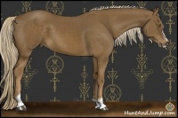 Horse Color:Chocolate Palomino Sabino