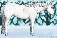 Horse Color:Liver Chestnut Sabino Splash Appaloosa 