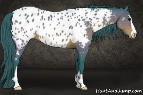 Horse Color:Watercolor Brown Sabino Appaloosa 
