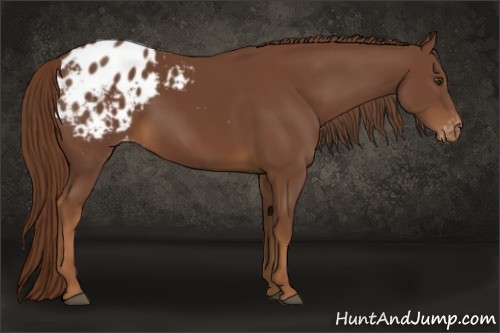Horse Color:Chestnut Sabino Blanket 