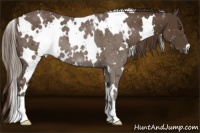Horse Color:White Spotted Liver Chestnut 