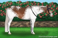 Horse Color:White Spotted Silver Brown