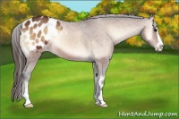 Horse Color:Bay Onyx Sabino Appaloosa 