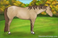 Horse Color:Grullo Pearl