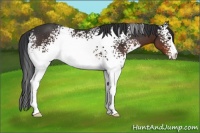 Horse Color:White Spotted Brown 