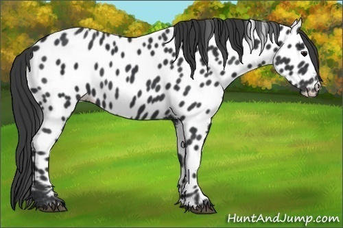 Horse Color:Black Appaloosa
