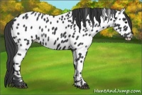 Horse Color:Black Appaloosa 
