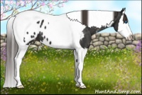 Horse Color:Liver Chestnut Splash Tobiano Near Leopard 