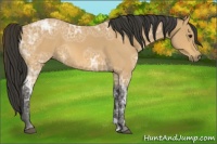 Horse Color:Buckskin Ice Roan 