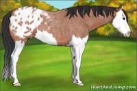 Horse Color:Bay Roan Splash Appaloosa 