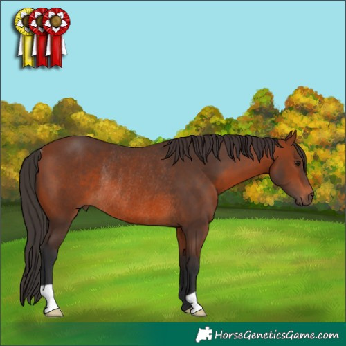 Horse Color:Bay Rabicano 