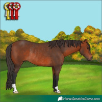Horse Color:Bay Rabicano 