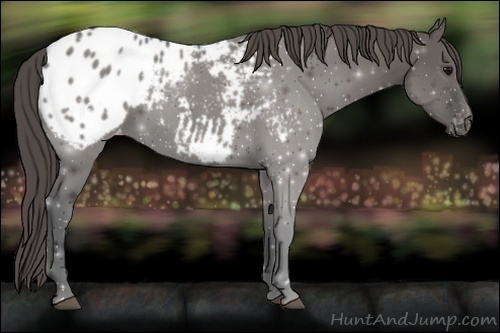 Horse Color:Grullo Appaloosa 