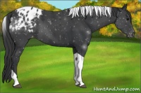 Horse Color:Black Tobiano Appaloosa