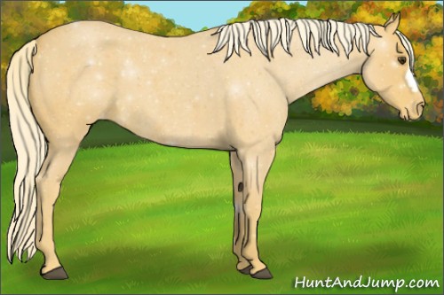 Horse Color:Palomino Roan Appaloosa 