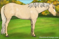 Horse Color:Palomino Roan Appaloosa 
