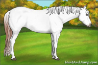 Horse Color:Gray Bay Dun Tobiano Appaloosa 