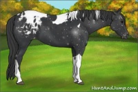 Horse Color:Black Tobiano Appaloosa 