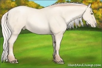 Horse Color:Silver Amber Cream Champagne Pearl
