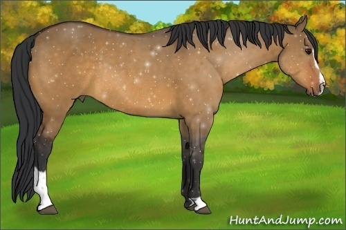 Horse Color:Bay Dun Sabino Rabicano