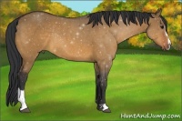 Horse Color:Bay Dun Sabino Rabicano