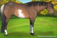 Horse Color:White Spotted Buckskin