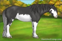 Horse Color:Smoky Black Splash Frame 