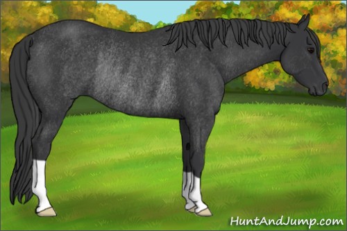 Horse Color:Black Rabicano