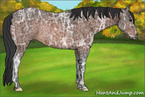 Horse Color:Brown Ice Rabicano