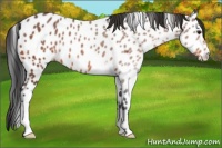 Horse Color:Bay Appaloosa 