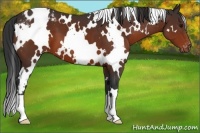 Horse Color:White Spotted Brown Varnish