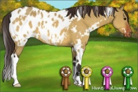Horse Color:White Spotted Bay Dun Appaloosa
