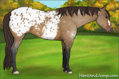 Horse Color:Brown Dun Appaloosa 