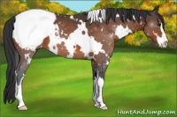 Horse Color:White Spotted Brown Sabino Snowcap 