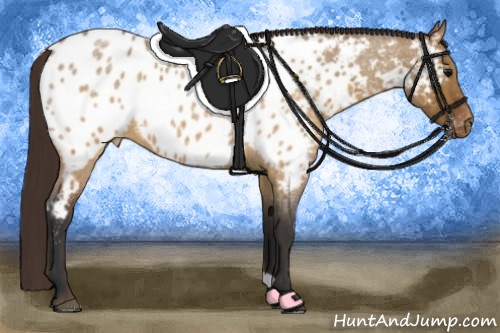 Horse Color:Brown Roan Dun Appaloosa 